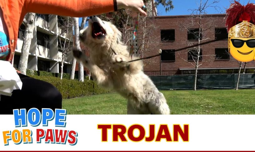 Dog made us believe it was over and then bites rescuer multiple times!!! 😱 EPIC #Trojans