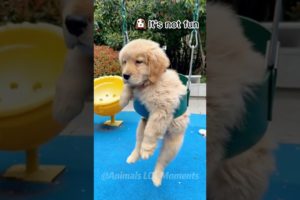 🐶Dogs FUNNY Daily Life That Makes You Laugh😘 | Animals LOL Moments #funnyanimals #funnydogs #shorts