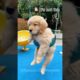 🐶Dogs FUNNY Daily Life That Makes You Laugh😘 | Animals LOL Moments #funnyanimals #funnydogs #shorts