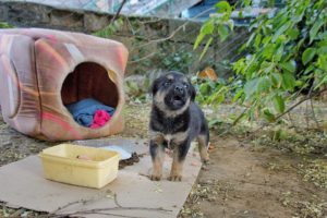 Dumped Tiny Puppy Cried Howled and Called Mom Until Someone Heard Him