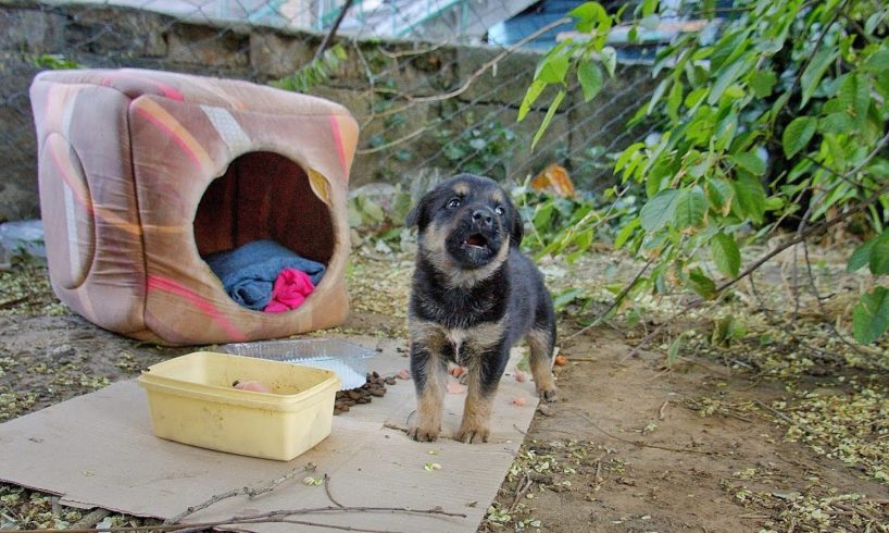 Dumped Tiny Puppy Cried Howled and Called Mom Until Someone Heard Him