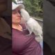 Each evening, my parrot tells me all about her day 🥰 #parrot #animals #cute #cockatoo #cute