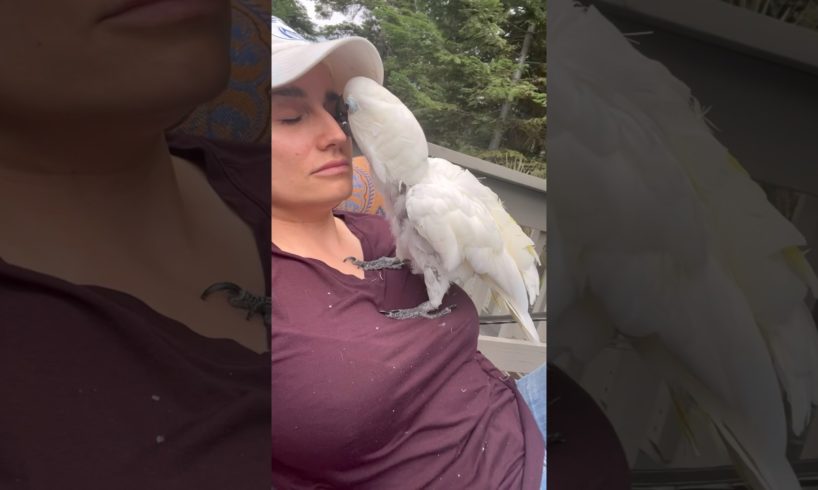 Each evening, my parrot tells me all about her day 🥰 #parrot #animals #cute #cockatoo #cute