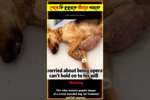 Emotional Story of Hopeless Dog 🐕 Rescue Video @Taj_is_Back #shorts #dog #rescue #animals #viral