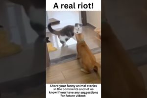 Epic Animal Fights Caught on Camera🥰😄😅#shorts