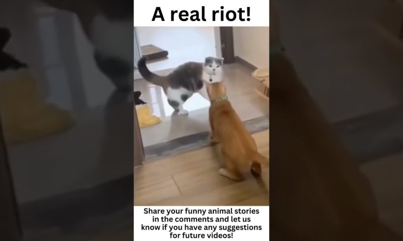 Epic Animal Fights Caught on Camera🥰😄😅#shorts
