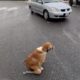 Every day, This Kind Mother Still Drags Thin Body To The Street to Ask for Food to Bring Back Pups