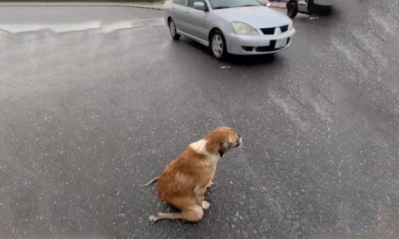 Every day, This Kind Mother Still Drags Thin Body To The Street to Ask for Food to Bring Back Pups