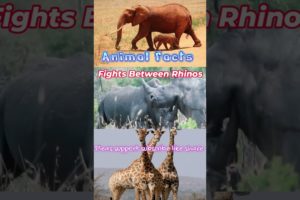 Fights Between Rhinos | animal facts #animalfacts #fight #rhinoceros