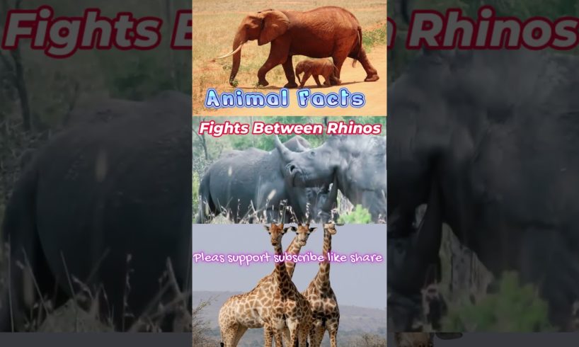 Fights Between Rhinos | animal facts #animalfacts #fight #rhinoceros