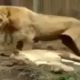 Fights   lion vs tiger real fight,wild animal fight amazing video
