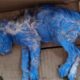 Filhote de Gato é Resgatado Chorando na Chuva Pintado de Azul