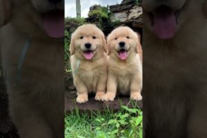 Fluffiest Golden retriever Puppies!