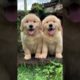 Fluffiest Golden retriever Puppies!