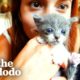 Four Tiny Foster Kittens Heal Woman’s Broken Heart | The Dodo