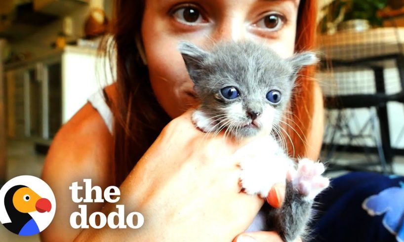 Four Tiny Foster Kittens Heal Woman’s Broken Heart | The Dodo