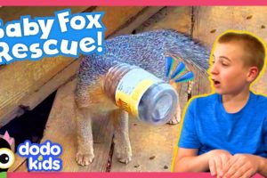 Fox’s Head Is Stuck In A Peanut Butter Jar! Someone Help! | Dodo Kids | Rescued!