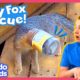 Fox’s Head Is Stuck In A Peanut Butter Jar! Someone Help! | Dodo Kids | Rescued!