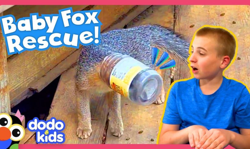 Fox’s Head Is Stuck In A Peanut Butter Jar! Someone Help! | Dodo Kids | Rescued!