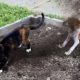 Funniest Cats And Dogs Videos 😁 - Best Funny Animal Videos 2023 🥰