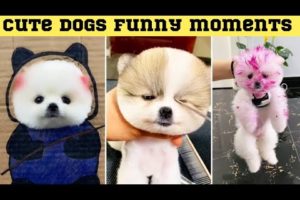 Funniest and cutest dogs 🐶 | Funny dog videos in Bengali#5