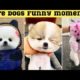 Funniest and cutest dogs 🐶 | Funny dog videos in Bengali#5