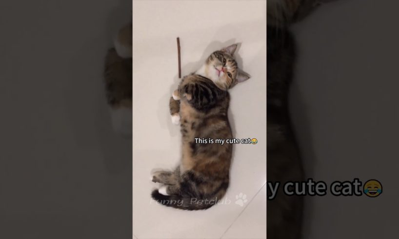 Funniest cats🐱In The World😂 Funny and Fails Pets Video #shorts #71 #cats #funny #animals