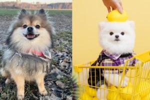Funny And Cute Pomeranian Puppies Cutest Puppies Funny Video