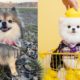 Funny And Cute Pomeranian Puppies Cutest Puppies Funny Video