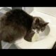 Funny Animal Videos - Funny Cats and Dogs - Funny Animals 295