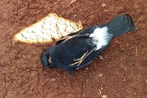 Funny Animals  - Animal Rescue Seychelles magpie robin