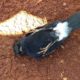 Funny Animals  - Animal Rescue Seychelles magpie robin