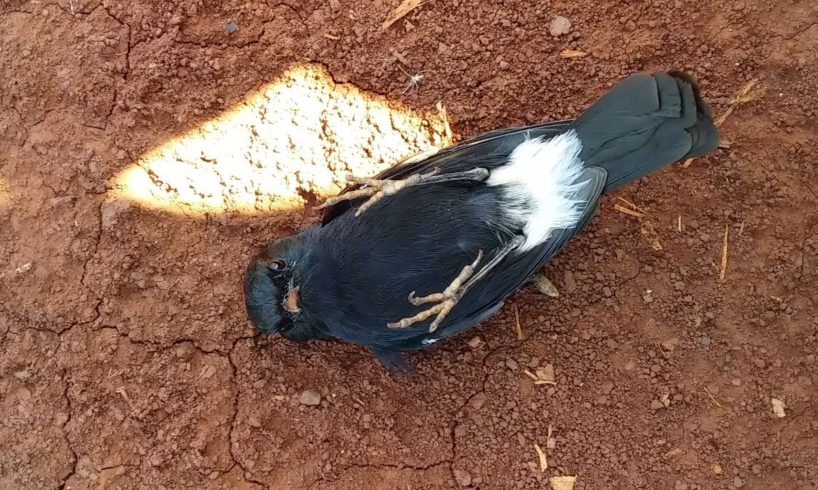 Funny Animals  - Animal Rescue Seychelles magpie robin