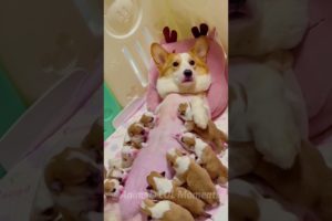 🐶Funny Animals Laugh and Awww!😂 | Animals LOL Moments #funnyanimals #shortsviral #funnydogs