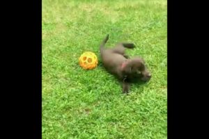 Funny Dogs of TikTok Compilation 😂😂😂 Cutest Puppies 😂😂😂#Dogcute #dogFunny #Puppiescute #shorts