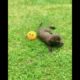 Funny Dogs of TikTok Compilation 😂😂😂 Cutest Puppies 😂😂😂#Dogcute #dogFunny #Puppiescute #shorts