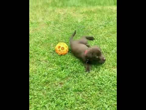 Funny Dogs of TikTok Compilation 😂😂😂 Cutest Puppies 😂😂😂#Dogcute #dogFunny #Puppiescute #shorts