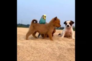 Funny animals 2023 || Funny Animal Compilation Video || Cutest Puppy Video #natureandtour