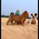 Funny animals 2023 || Funny Animal Compilation Video || Cutest Puppy Video #natureandtour