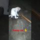 Funny cat 🐈🐈🐈 #viralreels #shortvideo #animal #cat  #sharzadtiktokvideo #sharzadvideo