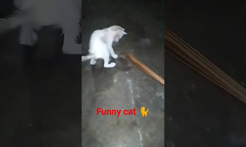 Funny cat 🐈🐈🐈 #viralreels #shortvideo #animal #cat  #sharzadtiktokvideo #sharzadvideo