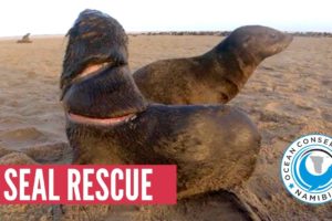 [GRAPHIC] Baby Seal with DEEP CUT rescued