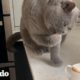 Gato no comienza su día si su mamá no le hace su propio "café" primero | Cat Crazy | El Dodo