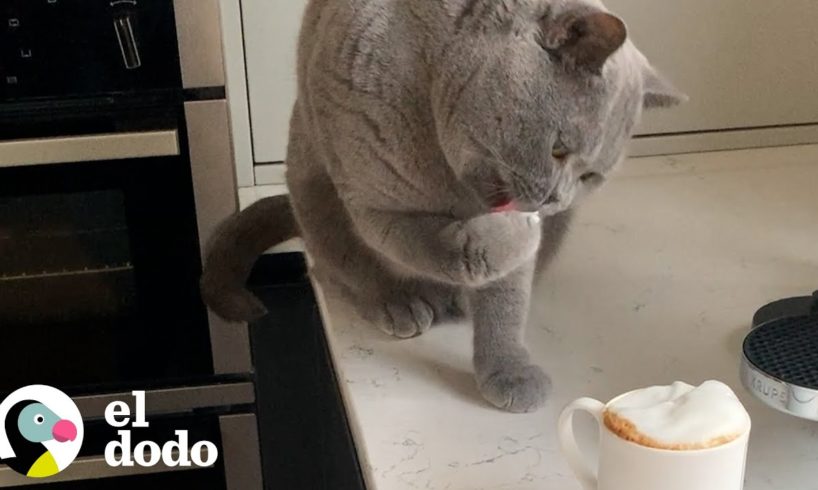 Gato no comienza su día si su mamá no le hace su propio "café" primero | Cat Crazy | El Dodo