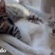 Gato tiene la reacción más divertida cuando conoce a su nuevo gatito adoptivo | Cat Crazy | El Dodo