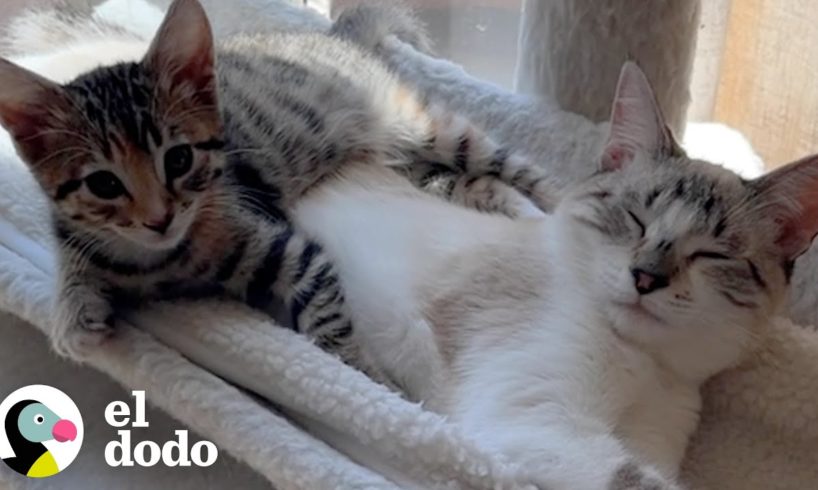 Gato tiene la reacción más divertida cuando conoce a su nuevo gatito adoptivo | Cat Crazy | El Dodo