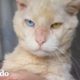 Gato viejo gruñón se enamora de un pequeño gatito | Cat Crazy | El Dodo