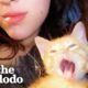 Girl Rescues Animals Everywhere She Goes | The Dodo