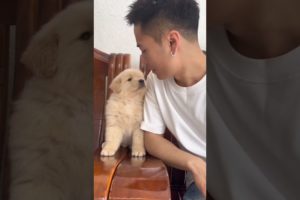 Golden Retriever Puppy Kisses!