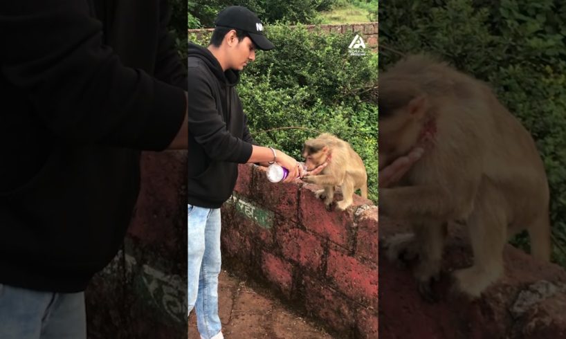 Guy Gives Water to Thirsty Monkey | People Are Awesome